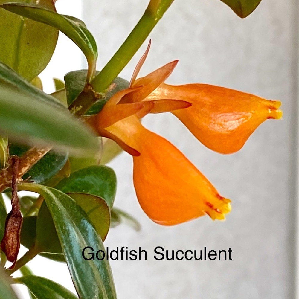 3 LIVE Goldfish Succulent plant cuttings / slips